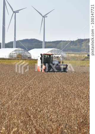 Photographing soybean harvesting in autumn in Esashi Town, Hokkaido 108147721