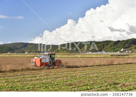 Photographing soybean harvesting in autumn in Esashi Town, Hokkaido Photographing soybean harvesting in autumn in Esashi Town, Hokkaido 108147736