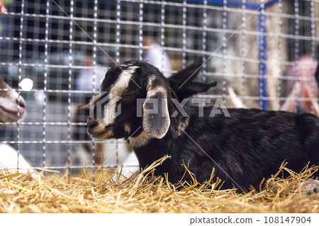 Kid goat in metal grid cage. Goat animal Qurban Eid al-Adha, soft focus Kid goat in metal grid cage. Goat animal Qurban Eid al-Adha, soft focus 108147904