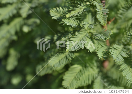Bald cypress Peve Minaret Bald cypress Peve Minaret 108147994