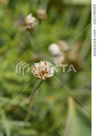 Sea Thrift Dusseldorf Pride Sea Thrift Dusseldorf Pride 108148009
