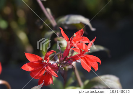 Lobelia Starship Scarlet Lobelia Starship Scarlet 108148025