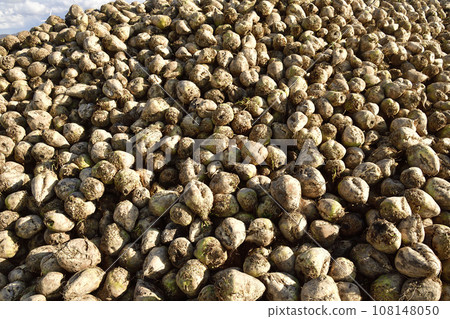 拍攝北海道江差町秋季露天收穫和堆放的甜菜的景色 108148050