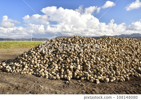 Photographing the scenery of beets harvested and piled up in the open in autumn in Esashi Town, Hokkaido 108148080
