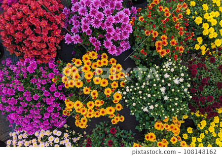 Many colorful chrysanthemums in flower pots, top view Many colorful chrysanthemums in flower pots, top view 108148162