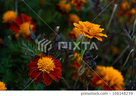 Marigolds are orange and yellow autumn flowers of the Asteraceae family, Tagetes patula. 108148239