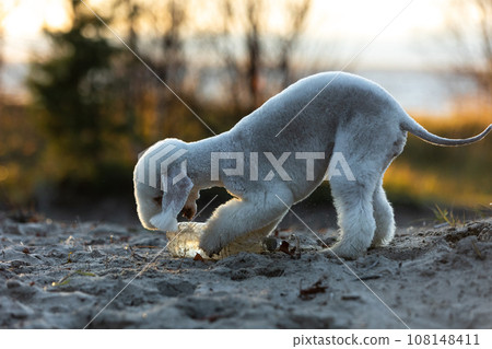 Bedlington Terrier dog plays in the evening on the sand with a plastic bottle. Bedlington Terrier dog plays in the evening on the sand with a plastic bottle. 108148411
