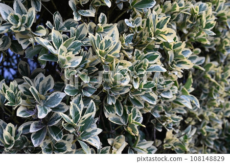 A landscape of beautiful plants with various leaf shapes and patterns 108148829