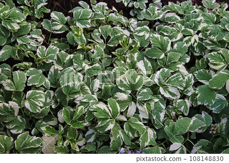 A landscape of beautiful plants with various leaf shapes and patterns 108148830