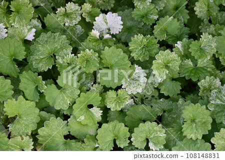 A landscape of beautiful plants with various leaf shapes and patterns A landscape of beautiful plants with various leaf shapes and patterns 108148831
