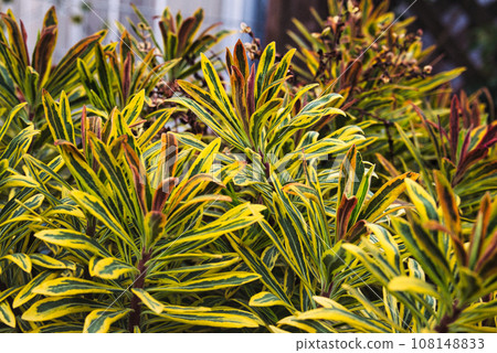 A landscape of beautiful plants with various leaf shapes and patterns 108148833