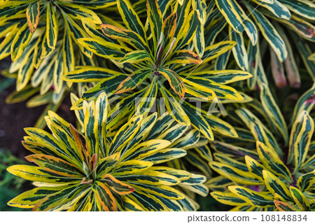 美麗的植物景觀,具有各種葉子形狀和圖案 美麗的植物景觀,具有各種葉子形狀和圖案 108148834