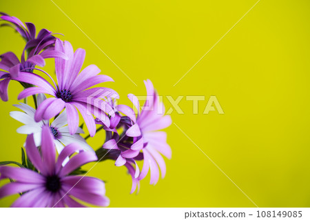 Beautiful white and purple Osteospermum flowers on green background Beautiful white and purple Osteospermum flowers on green background 108149085