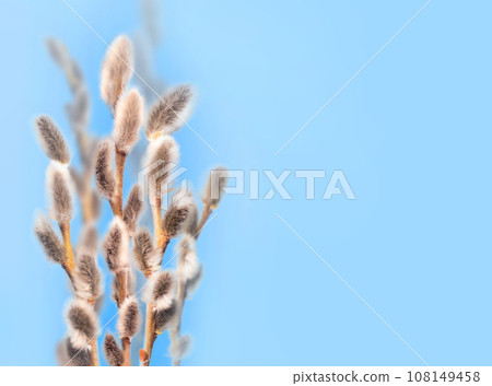 Happy Easter background. branch of pussy willow on blue background. Copy spase Happy Easter background. branch of pussy willow on blue background. Copy spase 108149458