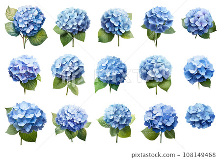 Blue hydrangea vector set isolated on white background 108149468