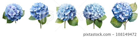 Blue hydrangea vector set isolated on white background Blue hydrangea vector set isolated on white background 108149472