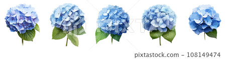 Blue hydrangea vector set isolated on white background 108149474