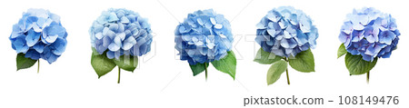 Blue hydrangea vector set isolated on white background 108149476