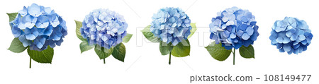Blue hydrangea vector set isolated on white background 108149477
