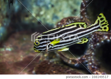 Indian Ocean oriental sweetlips fish in aquarium. Plectorhinchus vittatus or oriental blubberlips striped fish 108149517