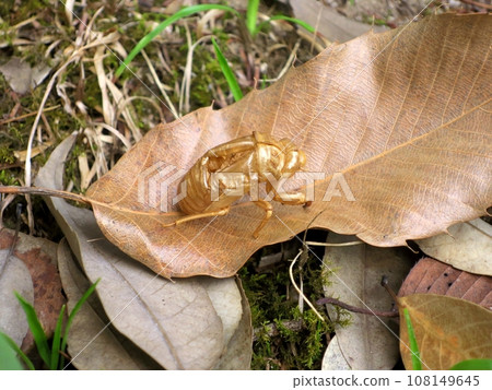 Fallen leaves and cicada shells 108149645