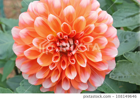 Dahlia 108149646