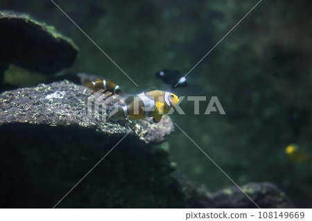 Orange Ocellaris clownfish swimming in aquarium. Cute Amphiprion ocellaris fish in deep sea Orange Ocellaris clownfish swimming in aquarium. Cute Amphiprion ocellaris fish in deep sea 108149669