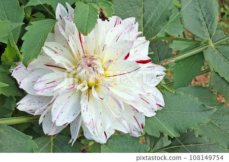 Dahlia 108149754
