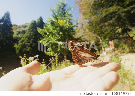 A traveling butterfly, Asagi Madara, perched on my hand. 108149755