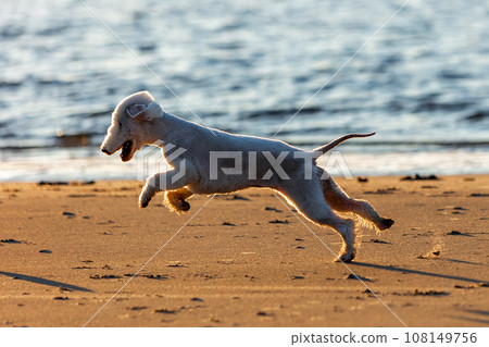 Young Bedlington Terrier dog plays happily on the sea coast 108149756