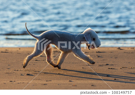 Portrait of a young Bedlington Terrier dog walking along the sea coast with a ball in his teeth.  108149757
