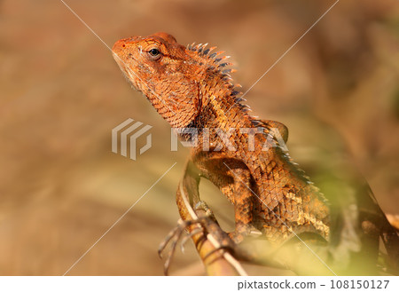 The oriental garden lizard (Calotes versicolor) The oriental garden lizard (Calotes versicolor) 108150127