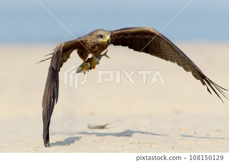 Black kite (Milvus migrans) Black kite (Milvus migrans) 108150129