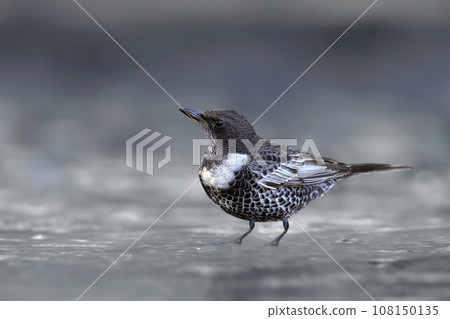ring ouzel (Turdus torquatus) ring ouzel (Turdus torquatus) 108150135