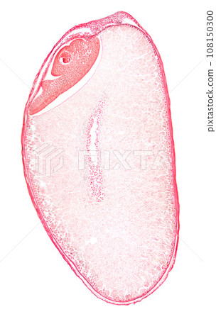 Wheat grain, cross section of a whole wheat berry, 8X light micrograph. Red stained cereal grain, composed of the bran, the layers that surrounds the endosperm, and with the the germ, the seed embryo. 108150300