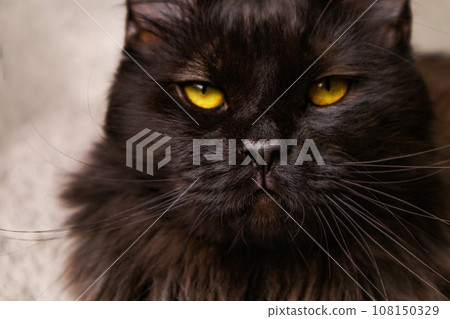 Portrait of black cat with yellow eyes. European Maine Coon cat close up photo Portrait of black cat with yellow eyes. European Maine Coon cat close up photo 108150329