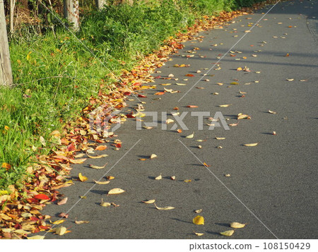 Dead leaves fallen on asphalt 108150429