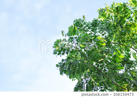 Rain tree or Samanea saman, LEGUMINOSAE MIMOSOIDEAE Rain tree or Samanea saman, LEGUMINOSAE MIMOSOIDEAE 108150473