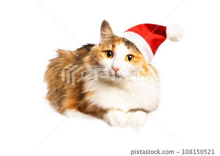 Red and white cat in red santa hat looking at camera. isolated 108150521