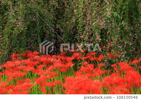 岩手縣北上市市盛開的孤挺花 108150548