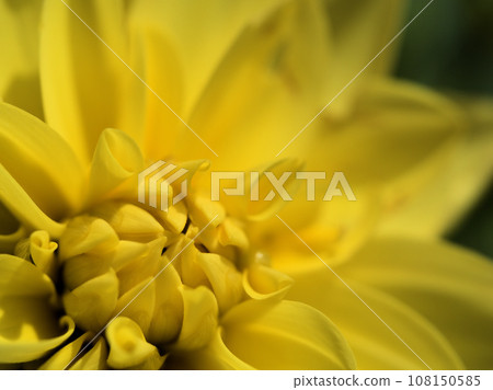 Yellow dahlia flower "Kiho" that blooms in October Yellow dahlia flower "Kiho" that blooms in October 108150585