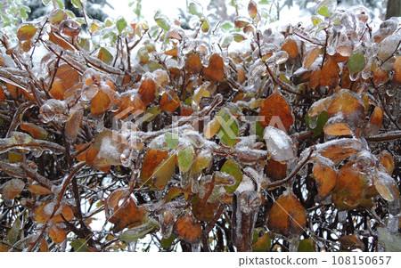 Leaves On A BusPlant Stems With Yellow And Green Leaves Covered With Ice Shell Top View  h Branches Frozen Into Ice After Cold Storm Detailed Photo  108150657
