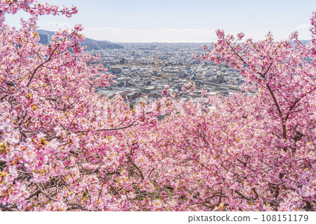 松田町的「松田櫻花節」:盛開的河津櫻花和足柄平原【神奈川縣】 松田町的「松田櫻花節」:盛開的河津櫻花和足柄平原【神奈川縣】 108151179