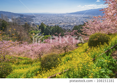 Spring scenery of Matsuda Town - Spring flowers and townscape at the foot seen from the top of the hill [Kanagawa Prefecture] 108151181