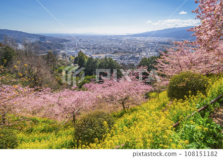 Spring scenery of Matsuda Town - Spring flowers and townscape at the foot seen from the top of the hill [Kanagawa Prefecture] 108151182