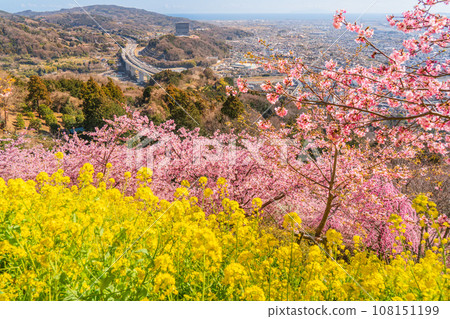 松田町的春天風景 - 從山頂看春天的花朵和腳下的街景【神奈川縣】 松田町的春天風景 - 從山頂看春天的花朵和腳下的街景【神奈川縣】 108151199