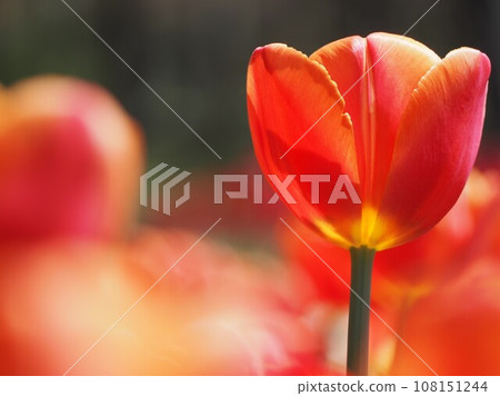 春天花壇鬱金香超時 春天花壇鬱金香超時 108151244