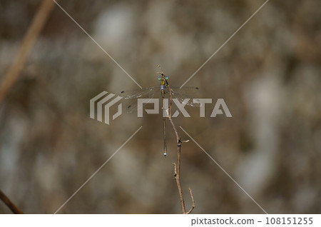 Fall dragonfly 108151255