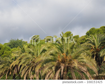 Palm trees in park guell in European Barcelona, Spain 108151425
