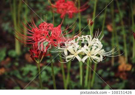 紅色和白色的蜘蛛百合 紅色和白色的蜘蛛百合 108151426